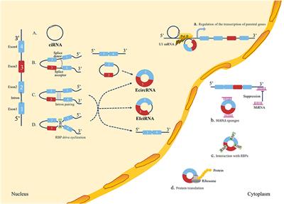 The regulatory roles of circular RNAs via autophagy in ischemic stroke